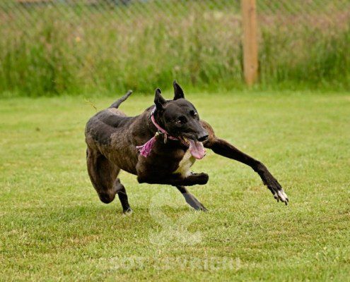 Lyuba-Greyhound