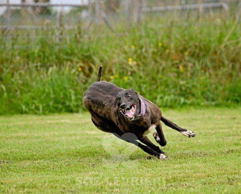 Lyuba-Greyhound