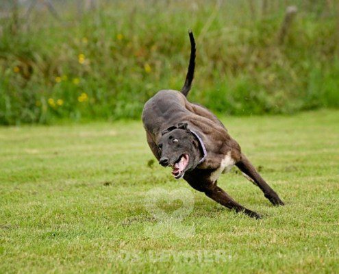 Lyuba-Greyhound