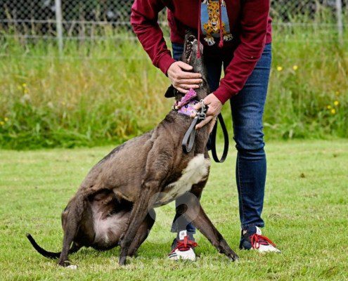 Lyuba-Greyhound