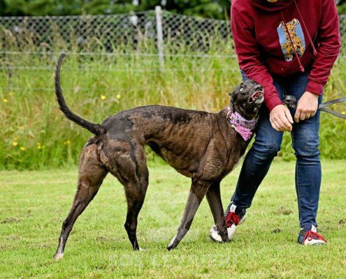 Lyuba-Greyhound