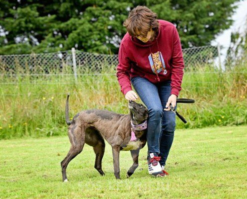 Lyuba-Greyhound