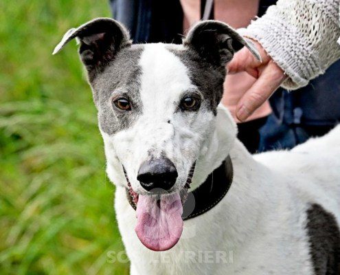 Misha-Greyhound