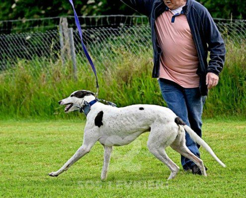 Misha-Greyhound