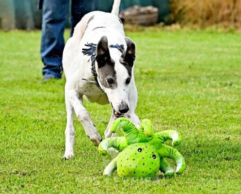 Misha-Greyhound