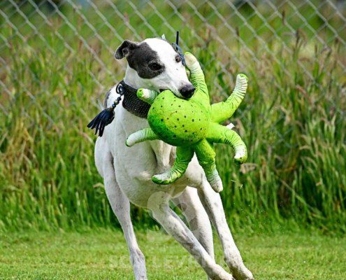 Misha-Greyhound