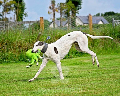 Misha-Greyhound