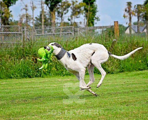 Misha-Greyhound
