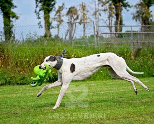 Misha-Greyhound