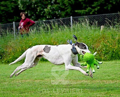 Misha-Greyhound