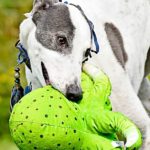 Misha-Greyhound