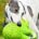 Misha-Greyhound