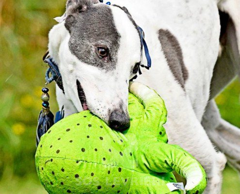 Misha-Greyhound
