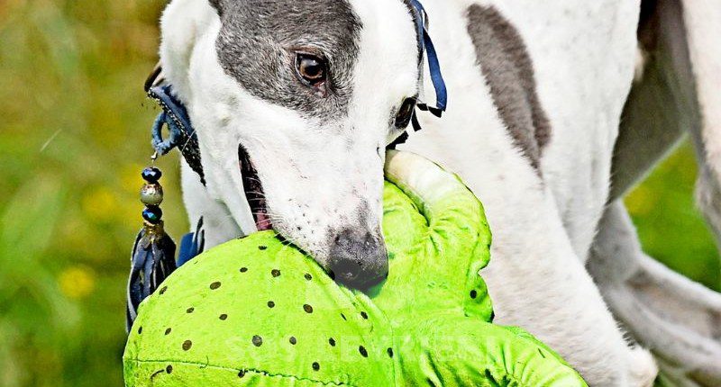 Misha-Greyhound