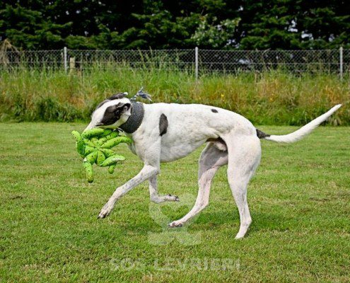Misha-Greyhound