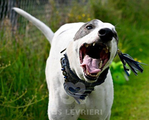 Misha-Greyhound