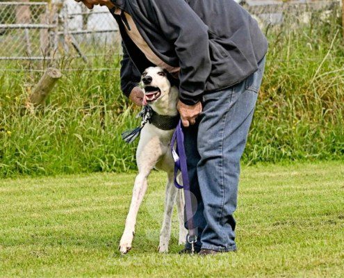 Misha-Greyhound