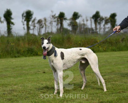 Misha-Greyhound