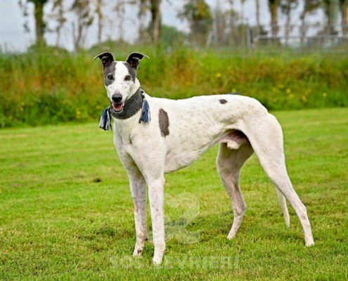 Misha-Greyhound