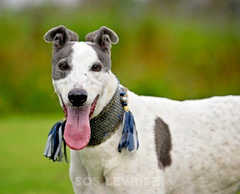 Misha-Greyhound