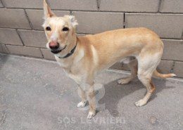 Neo-Mix Galgo