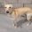 Neo-Mix Galgo