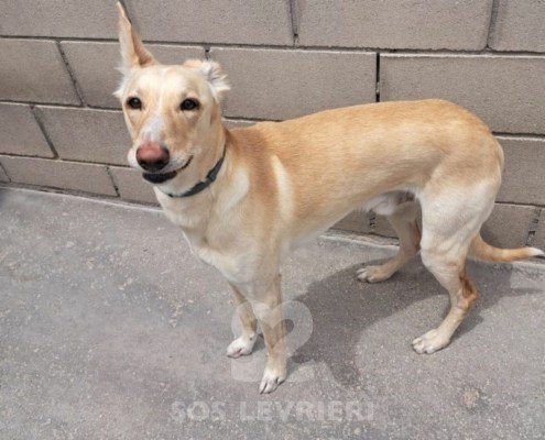 Neo-Mix Galgo