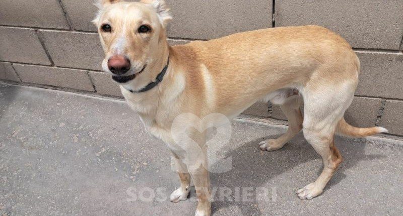 Neo-Mix Galgo