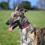 Nikolaj-Greyhound