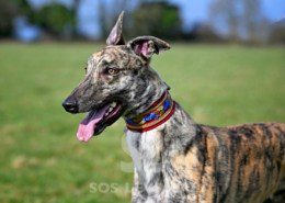 Nikolaj-Greyhound