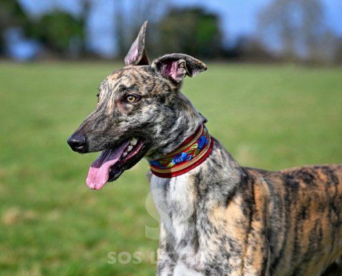 Nikolaj-Greyhound