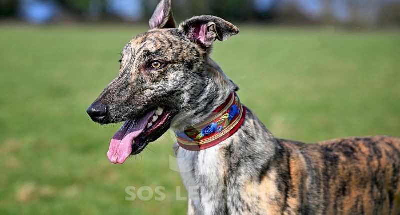 Nikolaj-Greyhound