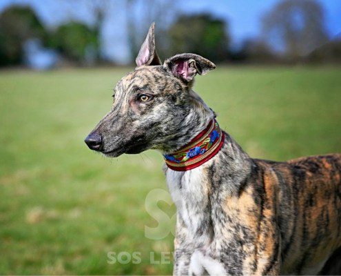 Nikolaj-Greyhound