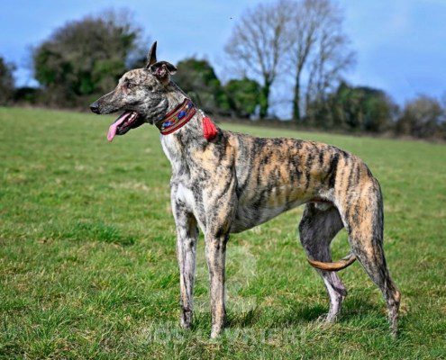 Nikolaj-Greyhound