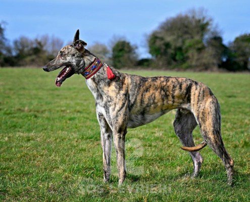 Nikolaj-Greyhound