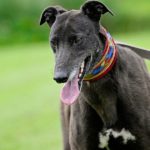 Nyusha-Greyhound