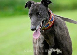 Nyusha-Greyhound