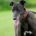 Nyusha-Greyhound