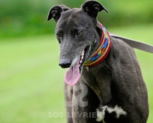 Nyusha-Greyhound