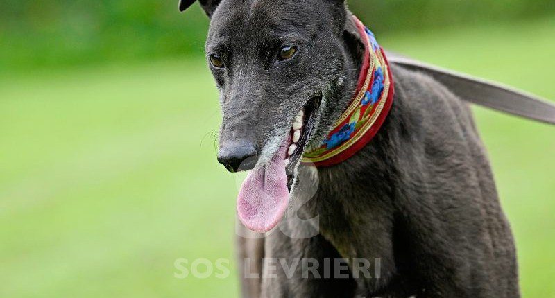 Nyusha-Greyhound