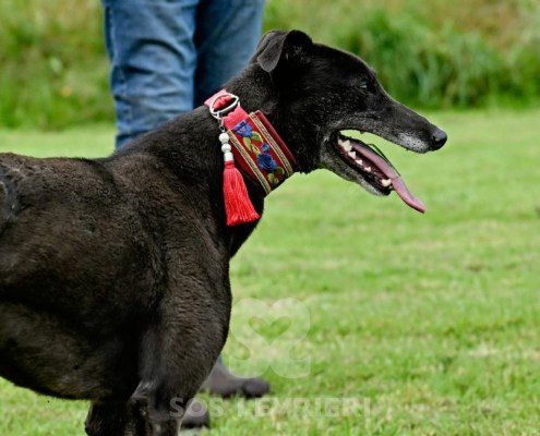 Nyusha-Greyhound