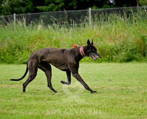 Nyusha-Greyhound