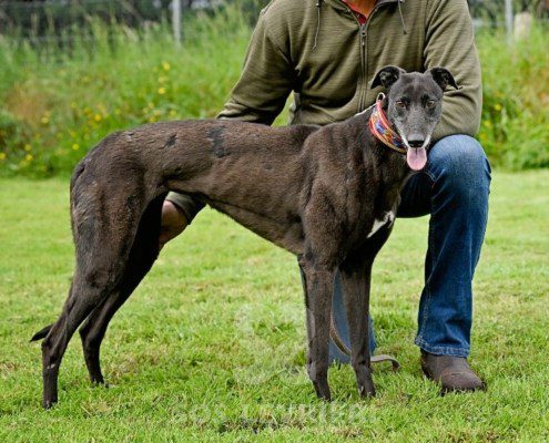 Nyusha-Greyhound
