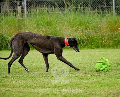 Nyusha-Greyhound
