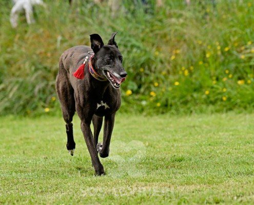 Nyusha-Greyhound