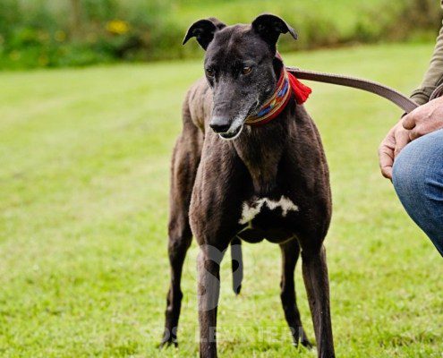 Nyusha-Greyhound