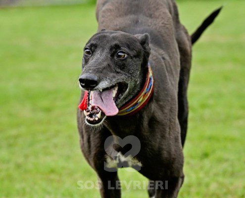 Nyusha-Greyhound