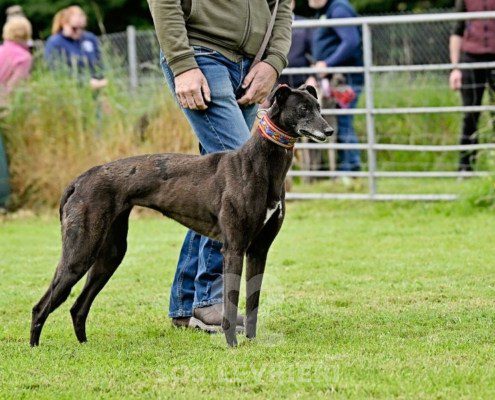 Nyusha-Greyhound