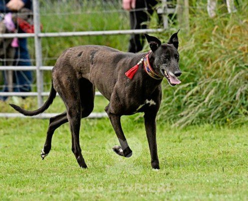 Nyusha-Greyhound
