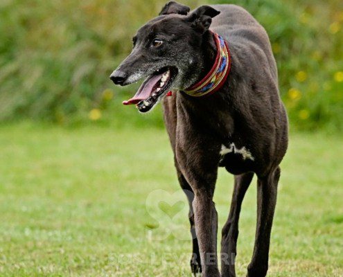 Nyusha-Greyhound